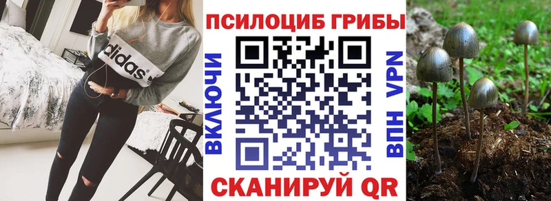 сколько стоит  Салаир  Псилоцибиновые грибы мицелий 